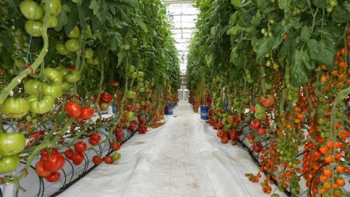Чешские майнеры использовали тепло ферм для выращивания помидоров