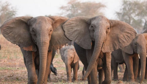 Индийские слоны начали собираться в «банды» и убивать людей