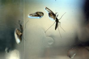 Итальянскую столицу моды атаковали комары 
