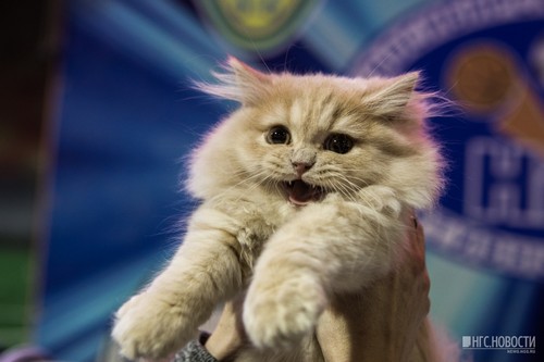 Новосибирцам показали сотню милых породистых котиков