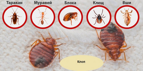 Как отличать насекомых