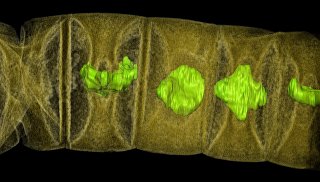 Микрофотография окаменелости древнейшей многоклеточной водоросли Земли