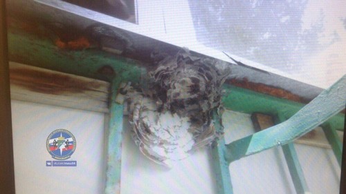 Осы свили 15-сантиметровое гнездо на балконе жительницы Академгородка