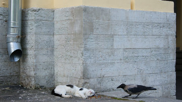Кошки - главная угроза для популяций городских птиц, считают ученые