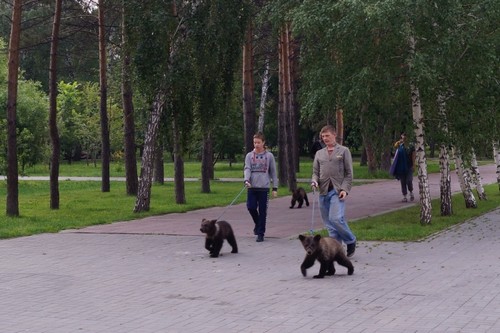 Медвежата в Нарымском сквере утром 21 июля