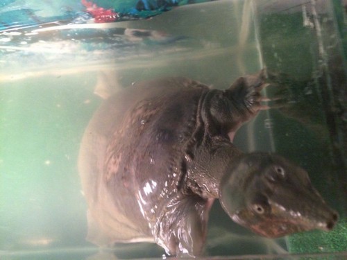 Редкая черепаха нашлась в траве у дома в микрорайоне Пашино