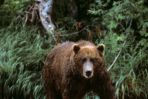 Охотоведы советуют при встрече с медведем кричать и топать