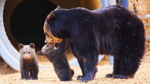 Медвежий тренд на фьючерсах Биткоина постепенно слабеет