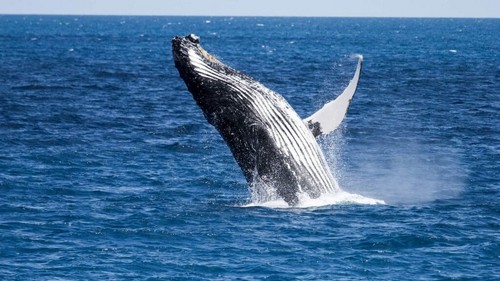 Всё не так плохо: киты ходлят Биткоин